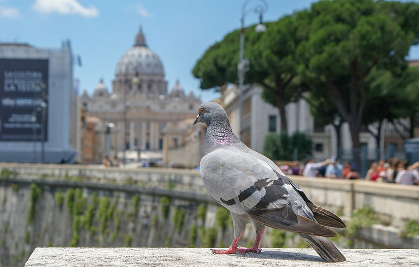 billet vatican